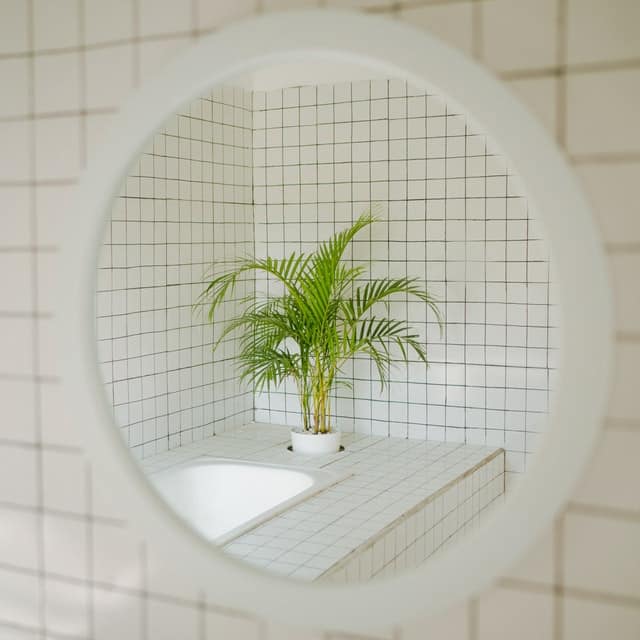 bathroom plants