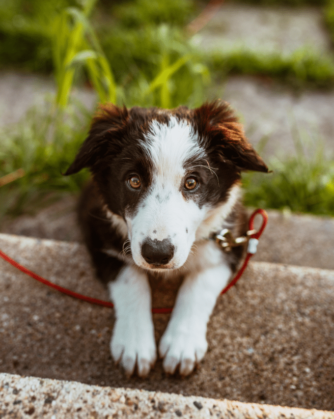 Benefits of Using a Dog Walking Company