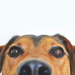What Supplements Does My Dog Need?
